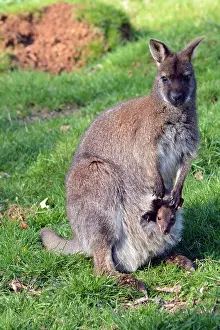 Macropus: Bennett's Wallaby / red-necked wallaby with