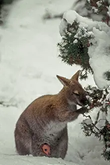 Joey: Bennett's Wallaby - with young joey in pouch