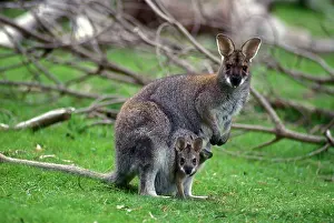 Joey: Bennett's Wallaby - with young in pouch