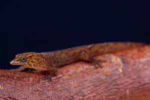 Bequia: The Bequia dwarf gecko (Sphaerodactylus kirby) is