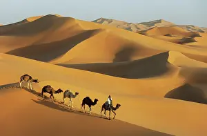 Trains: Berber with dromedaries in the great sand dunes