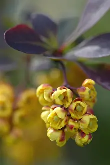 Berberis: Berberis