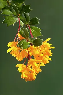 Barberry: Berberis, Barberry - Maybe Berberis darwini - Flowering