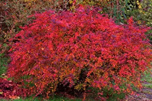 Purpureum: Berberis - bush in autumn colour - in garden