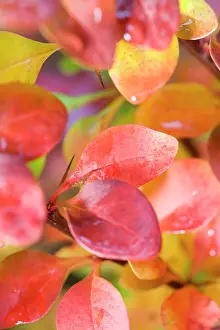 Berberis: Berberis Leaves - in Autumn colour