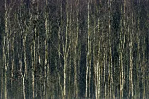 Birches: Berches in morning-light