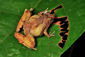 Mouthed: Berdmore's Narrow-mouthed Frog