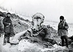 Mammoth: Berezovka Woolly Mammoth, 1901