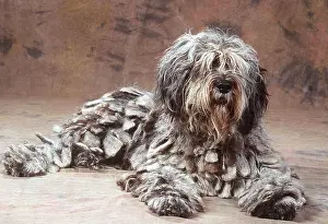 Scruffy: Bergamasco DOG - lying down in studio
