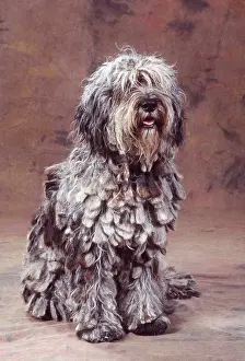 Scruffy: BERGAMASCO DOG - sitting in studio