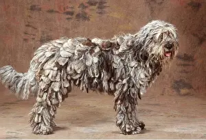 Scruffy: Bergamasco DOG - standing in studio