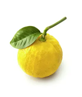 Earl: Bergamot