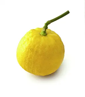Earl: Bergamot