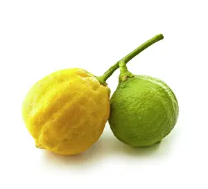 Earl: Bergamot