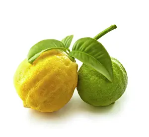 Earl: Bergamot