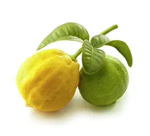 Earl: Bergamot
