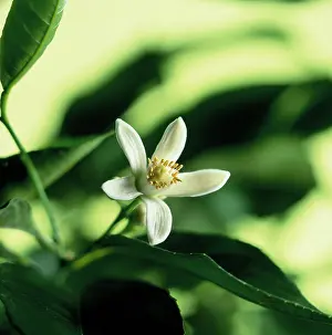 Limau: Bergamot