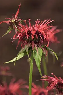Didyma: Bergamot