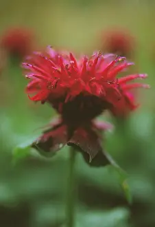 Bergamot: Bergamot