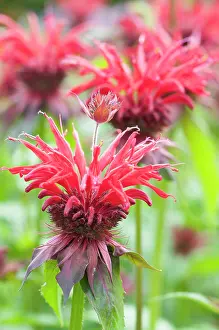 Balm: Bergamot