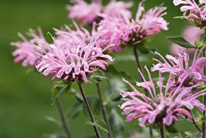 Didyma: Bergamot