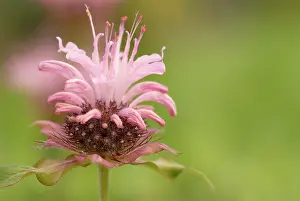 Didyma: Bergamot