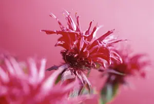 Balm: Bergamot
