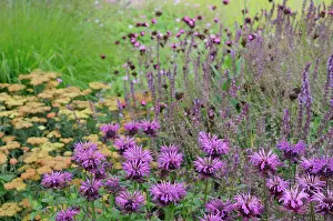 Combinations: Bergamot