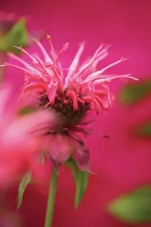 Didyma: Bergamot