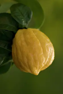 Limau: Bergamot