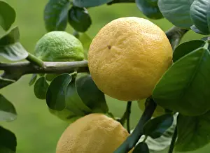 Triple: Bergamot