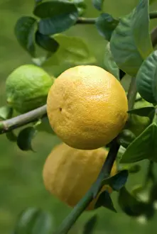 Smell: Bergamot