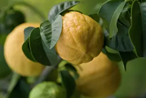 Smell: Bergamot