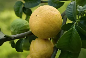 Smell: Bergamot
