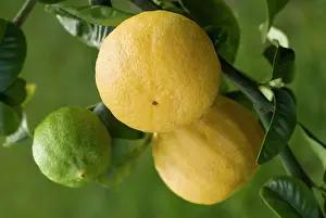 Smell: Bergamot