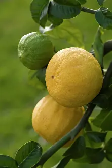 Smell: Bergamot
