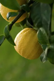 Smell: Bergamot