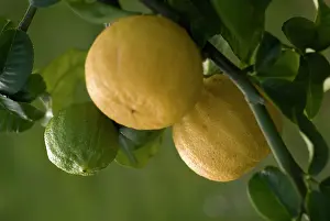 Smell: Bergamot