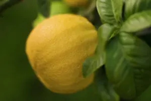 Smell: Bergamot
