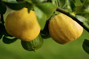 Smell: Bergamot