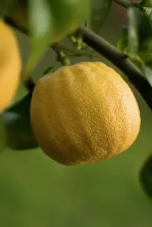 Smell: Bergamot