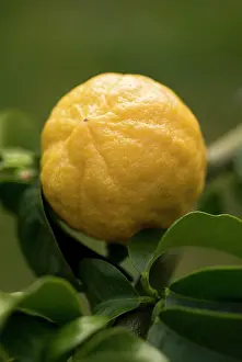 Smell: Bergamot