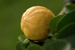 Smell: Bergamot