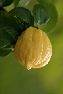 Smell: Bergamot