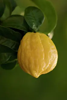 Smell: Bergamot