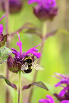 Bombus: Bergamot, Bee balm, Monarda fistulosa, Pink subject