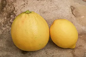 Smaller: Bergamote and lemon (smaller)