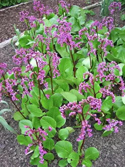 Bergenia: Bergenia Flowers