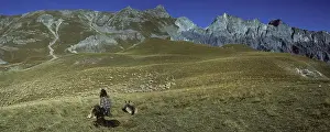 Plans: Berger dog and a herd grazing in the PN Mercantour