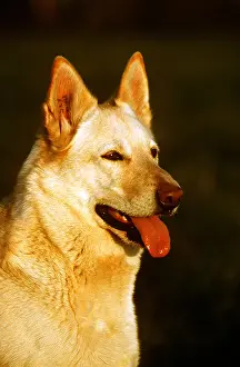 Husky: BERGER/HUSKY CROSS DOG - Close up